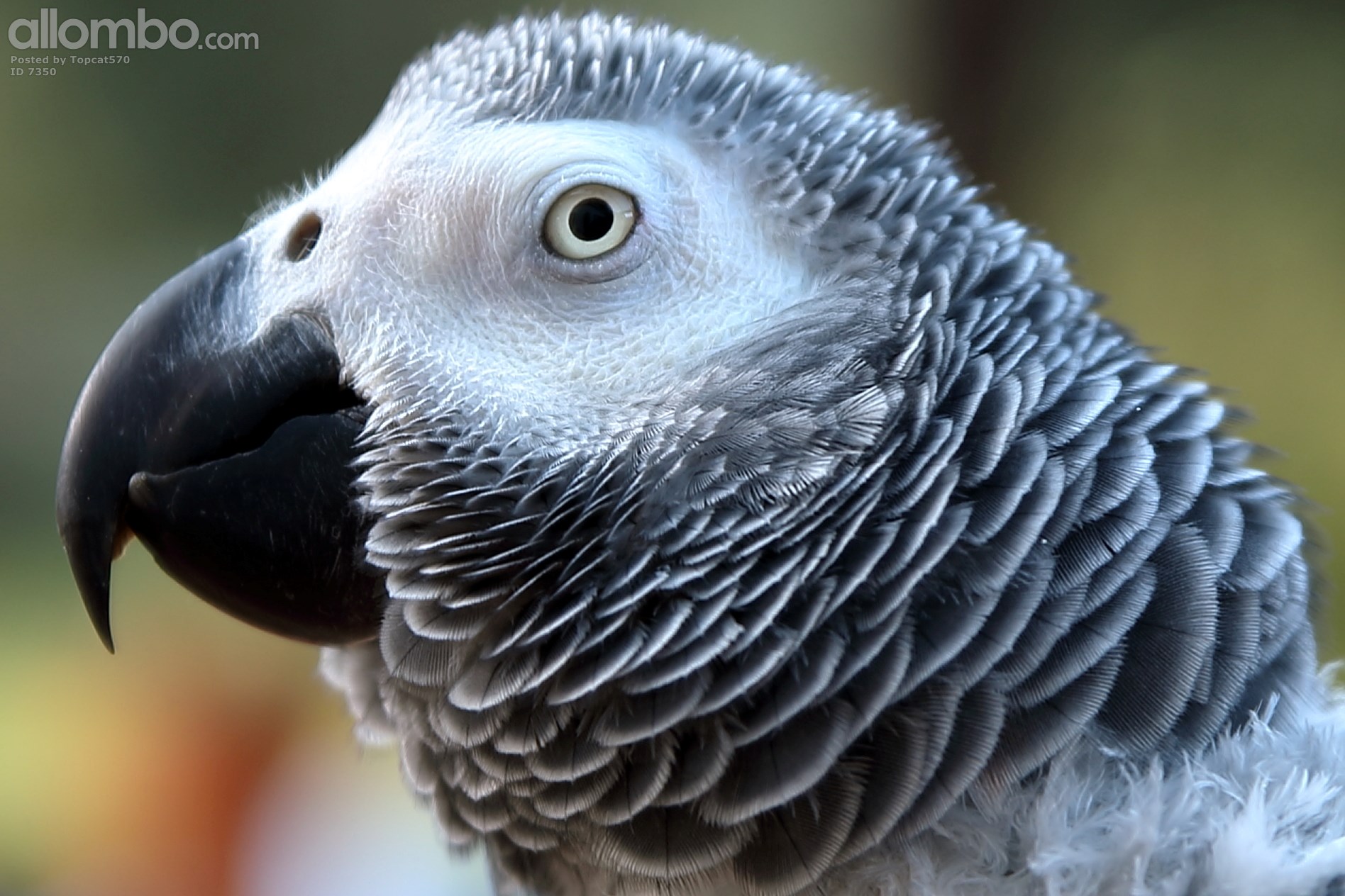 Poppy African grey
