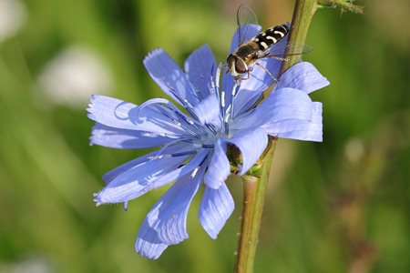 hoverfly on a chicory flower