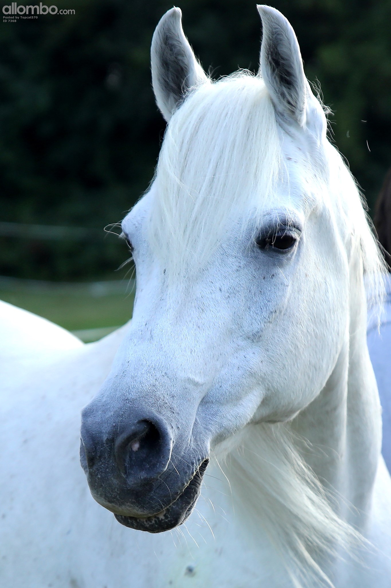 Sparky my 25 year old Arabian
