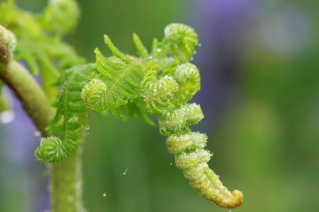 fern in spring leaves about to unfurl