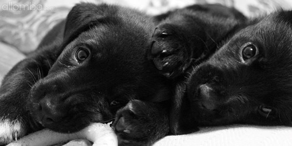Foster pups