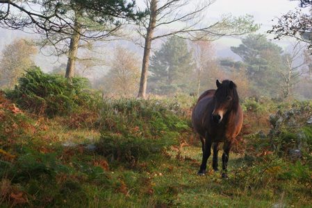 Exmoor pony in Autumn