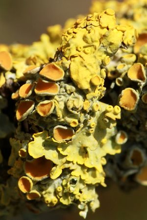 minute lichen on a tree branch