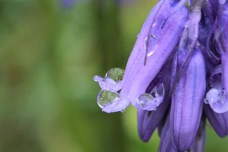 Dew drops on bluebell petals (not quite in focus)