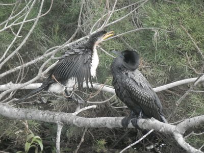 Shags on a branch