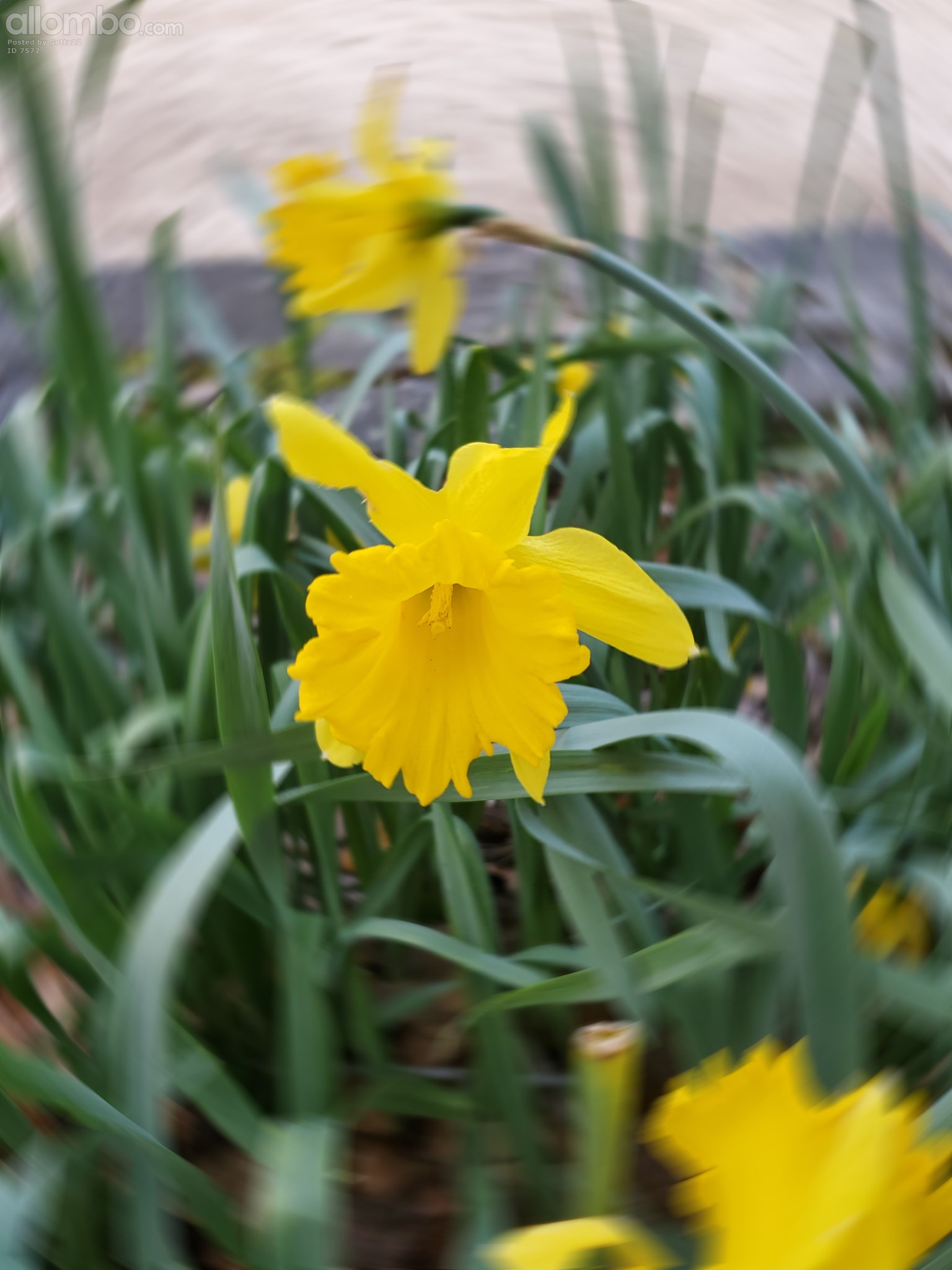 No flower category??