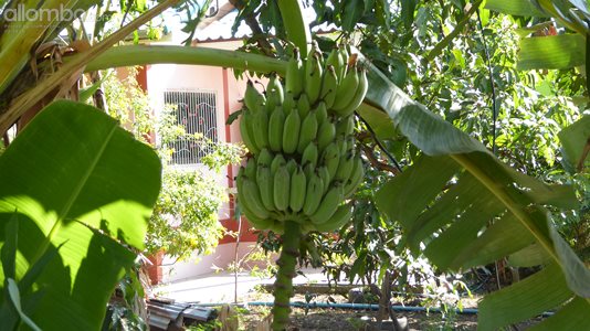 The bananas are almost ripe and ready to be picked. :)