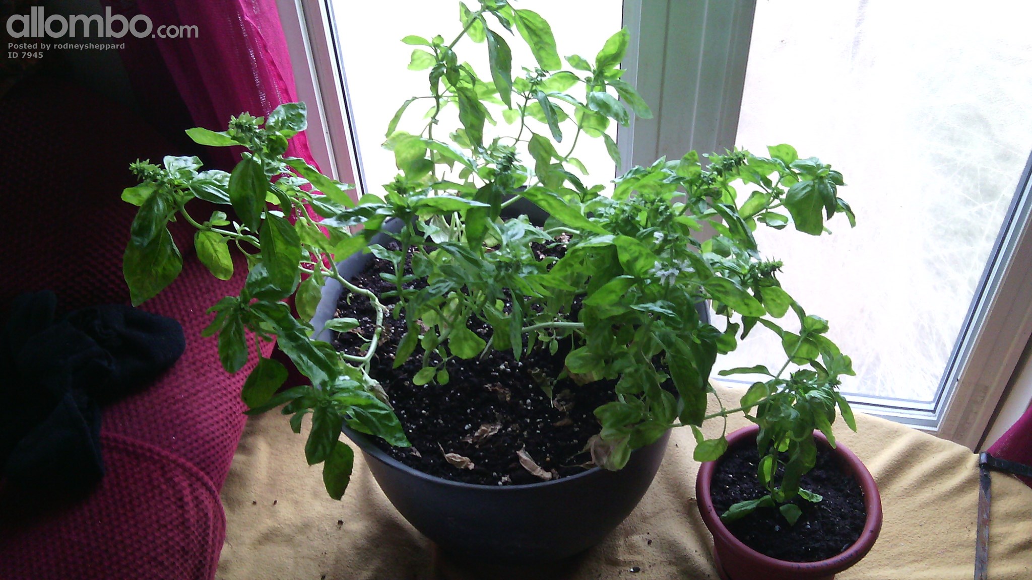 fresh sweet basil  home grown fr nfld