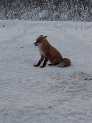 Tundra. 30 km from my place of residence, the fox became alert