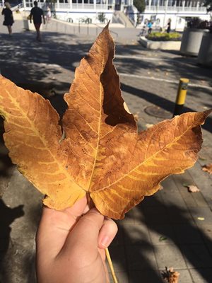 Maple leaf, a symbol of Canada