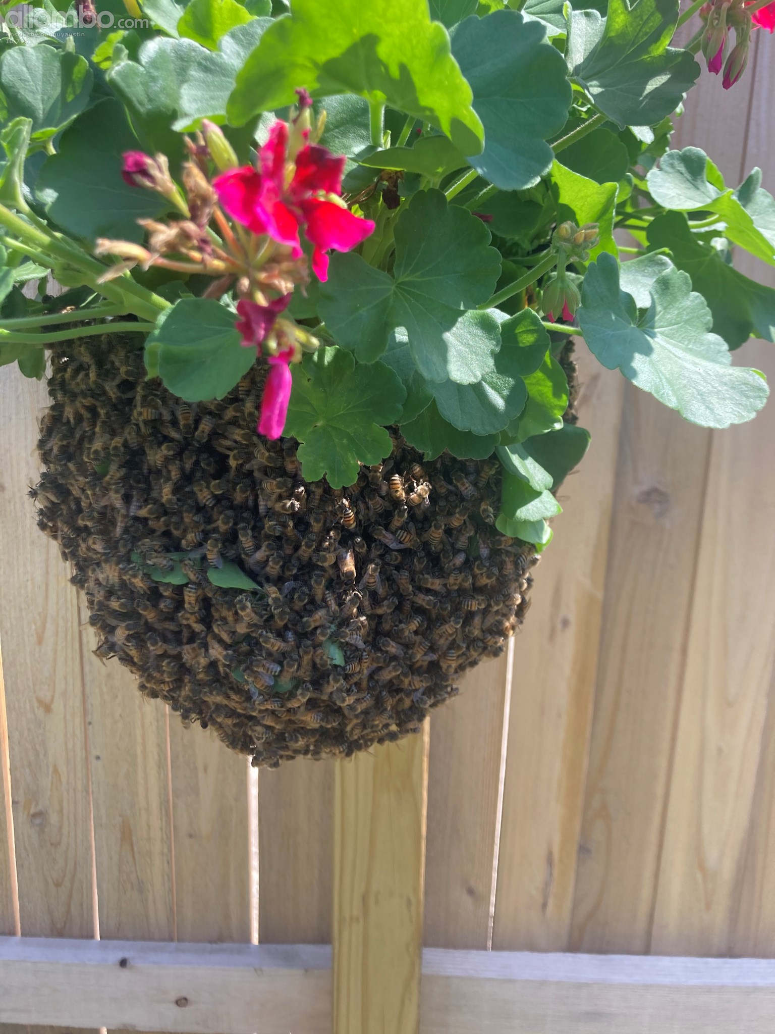 Queen and her bees resting