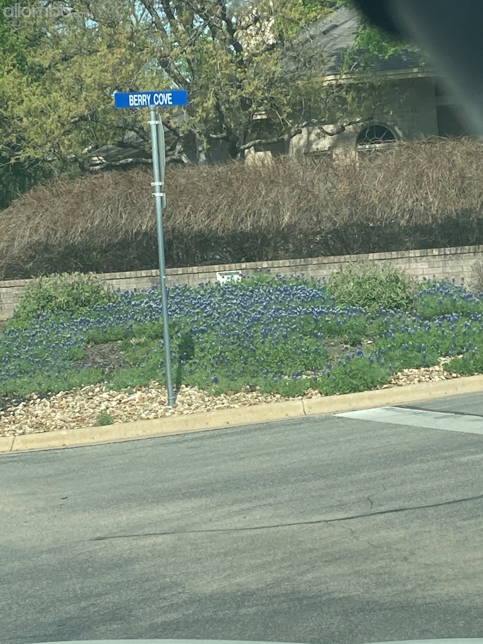 Texas Bluebonnets 