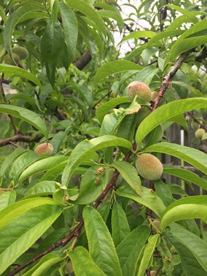Peach Tree. Peaches are tiny yet but the tree is loaded.
