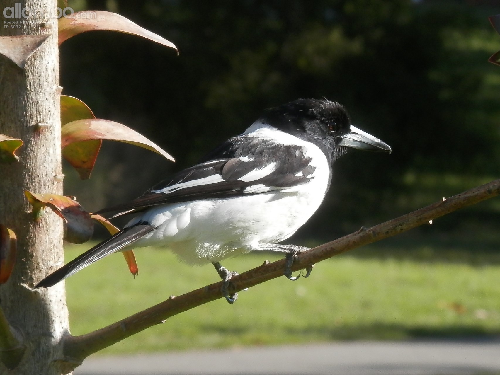 Pied Butcherbird