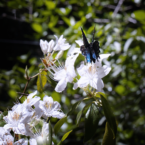 Pipevine Swallowtail butterfly on a rhododendron