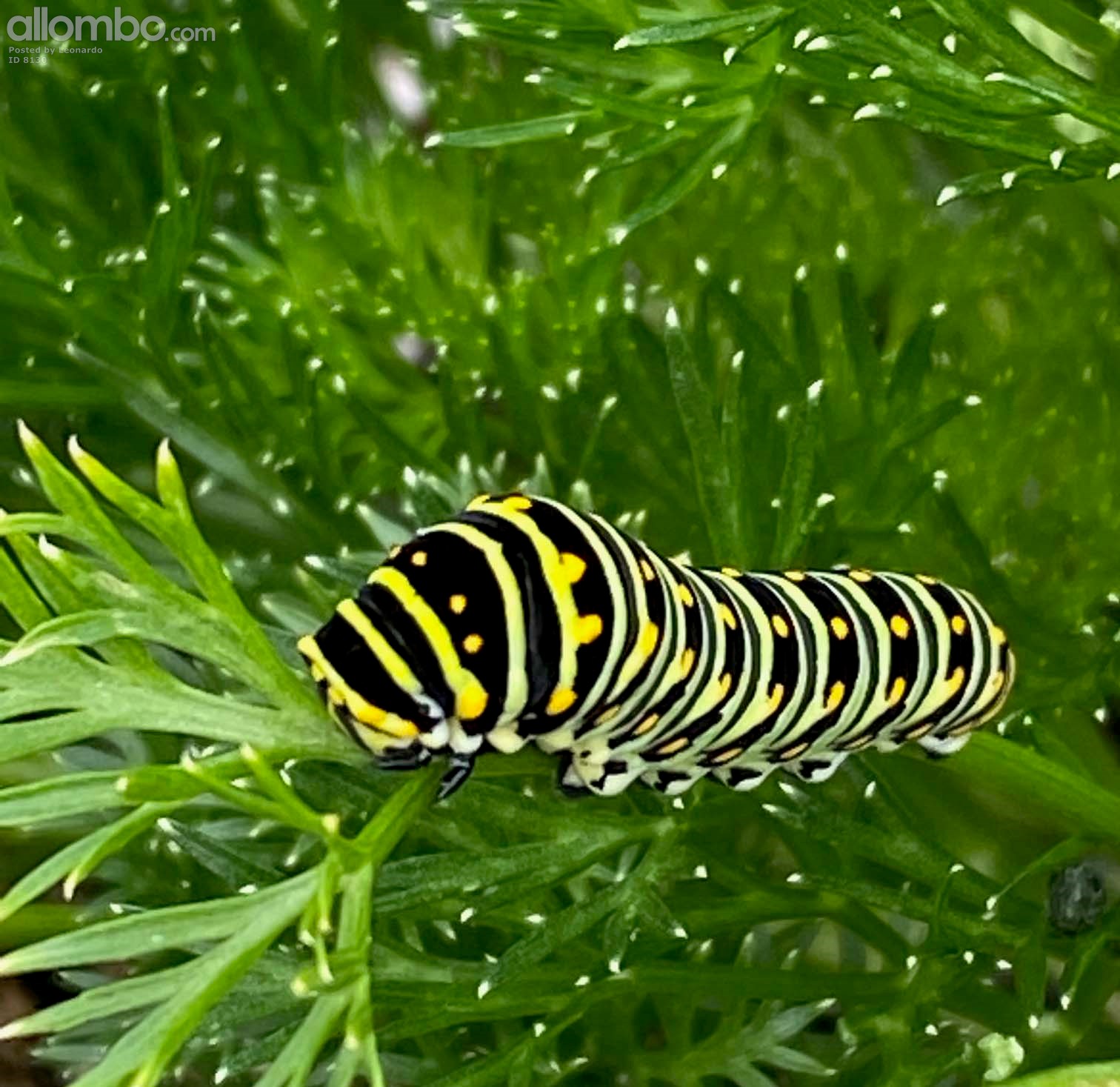 Sharing My Parsley With This Guy