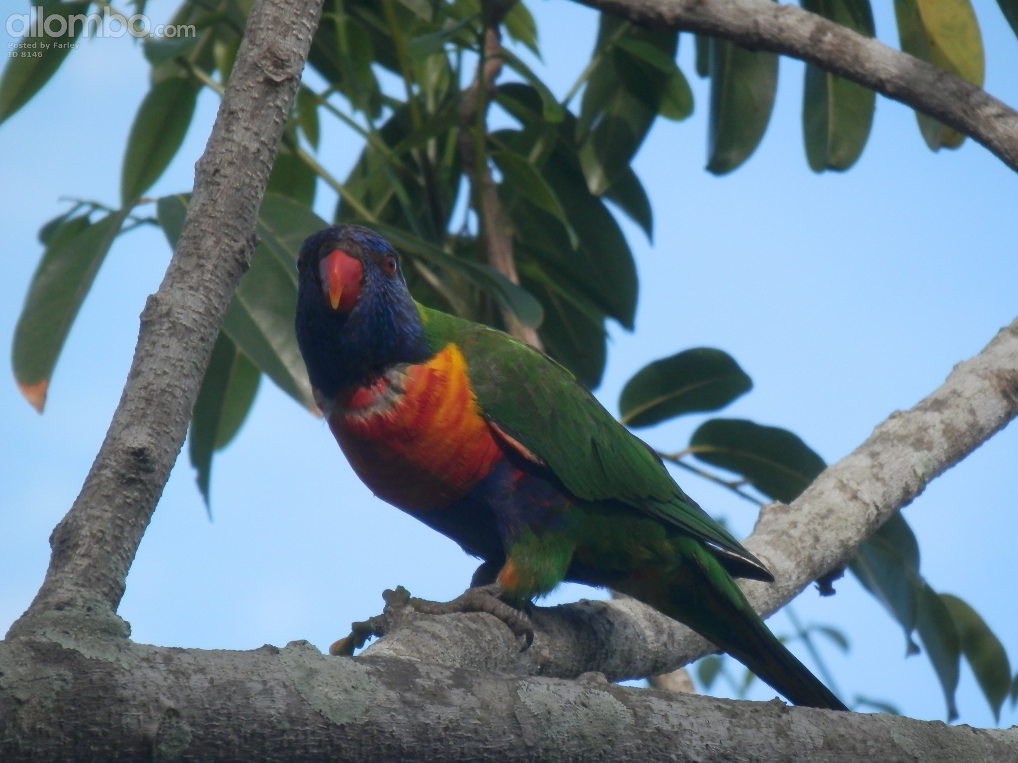Rainbow Lorikeet