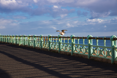 Seagull, Brighton