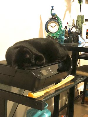 My little Bear man on printer