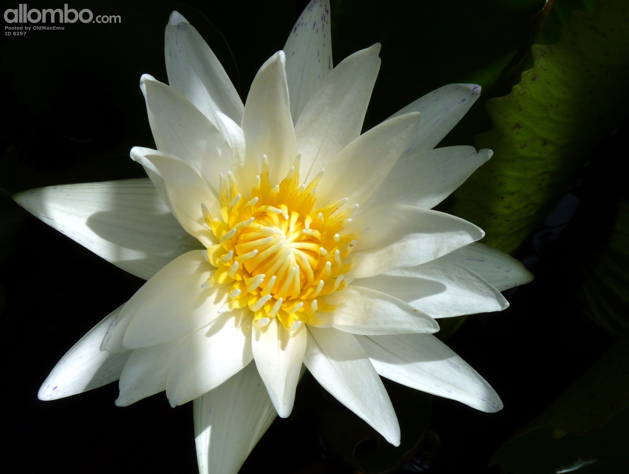 A few pretty blooms from the front garden