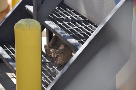 Bobcat kitten at the water well