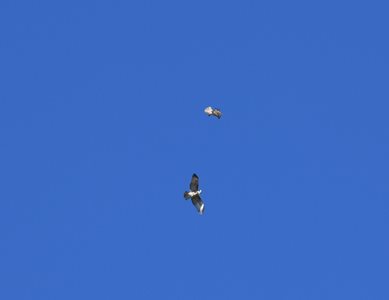 Eagle pair looking for lunch