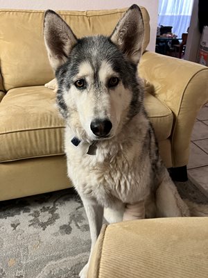 Our Thor asking for a snack