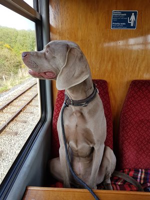 Loving his day out on the Welsh Highlands Steam Railway.