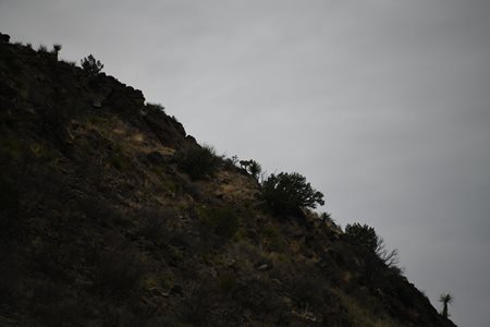 Aoudad goat eating flowers off the cactus on the mountain top