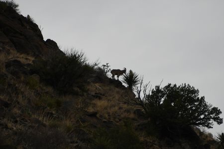 Aoudad goat eating flowers off the cactus on the mountain top