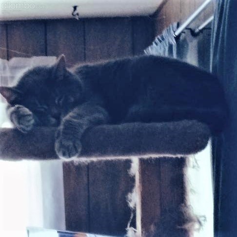 Daisy on the top shelf of the cat tower, sound asleep and hanging out :)