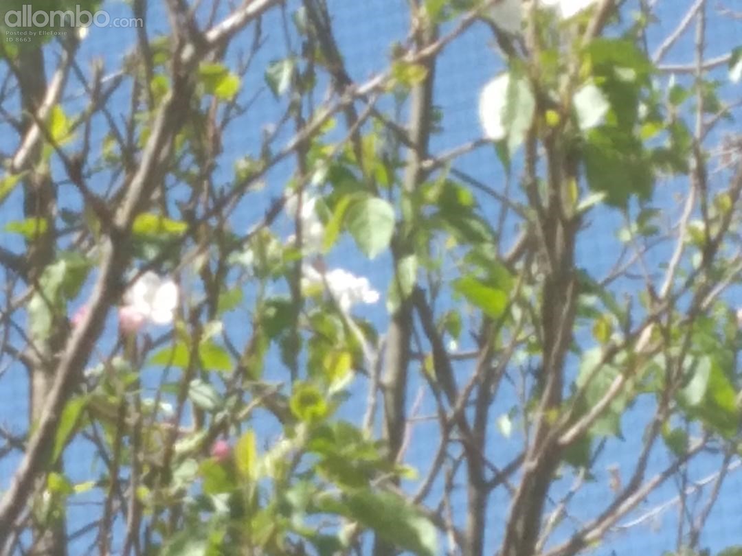 Crab Apple Blossom Tree. Looking  out of my bedroom window through the scre...