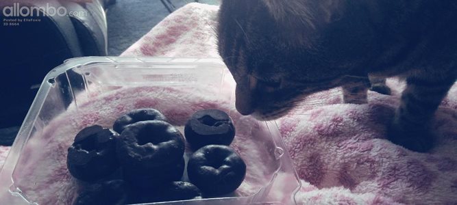 Harvey, checking out my little doughnuts. yep he is not allowed any cos of ...