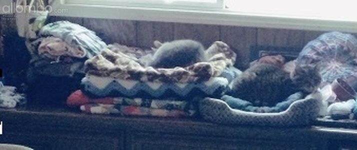 My 2 cats under the window cat napping when the sun shines on them lol. Dai...