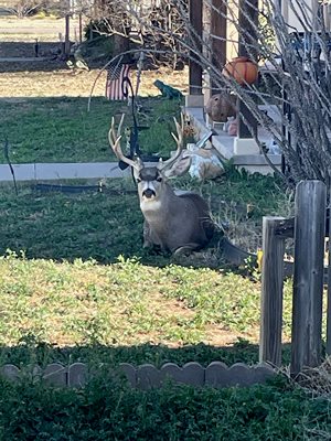 Mature deer waiting out the hunt season in town where he can't be shot, sma...