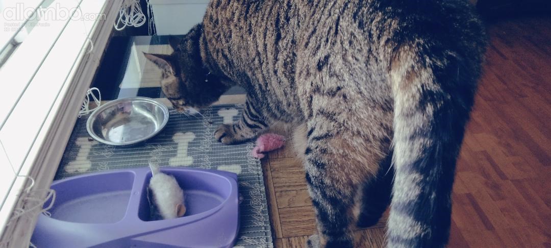 Mummy' What's for dinner ?  Is it Mice ??