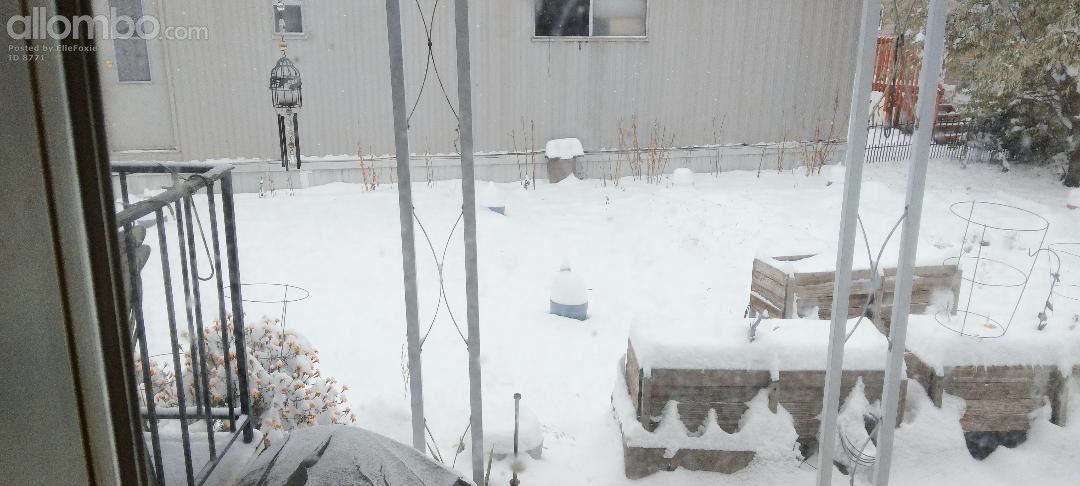 Snow 29th October 2023. From Kitchen Window.