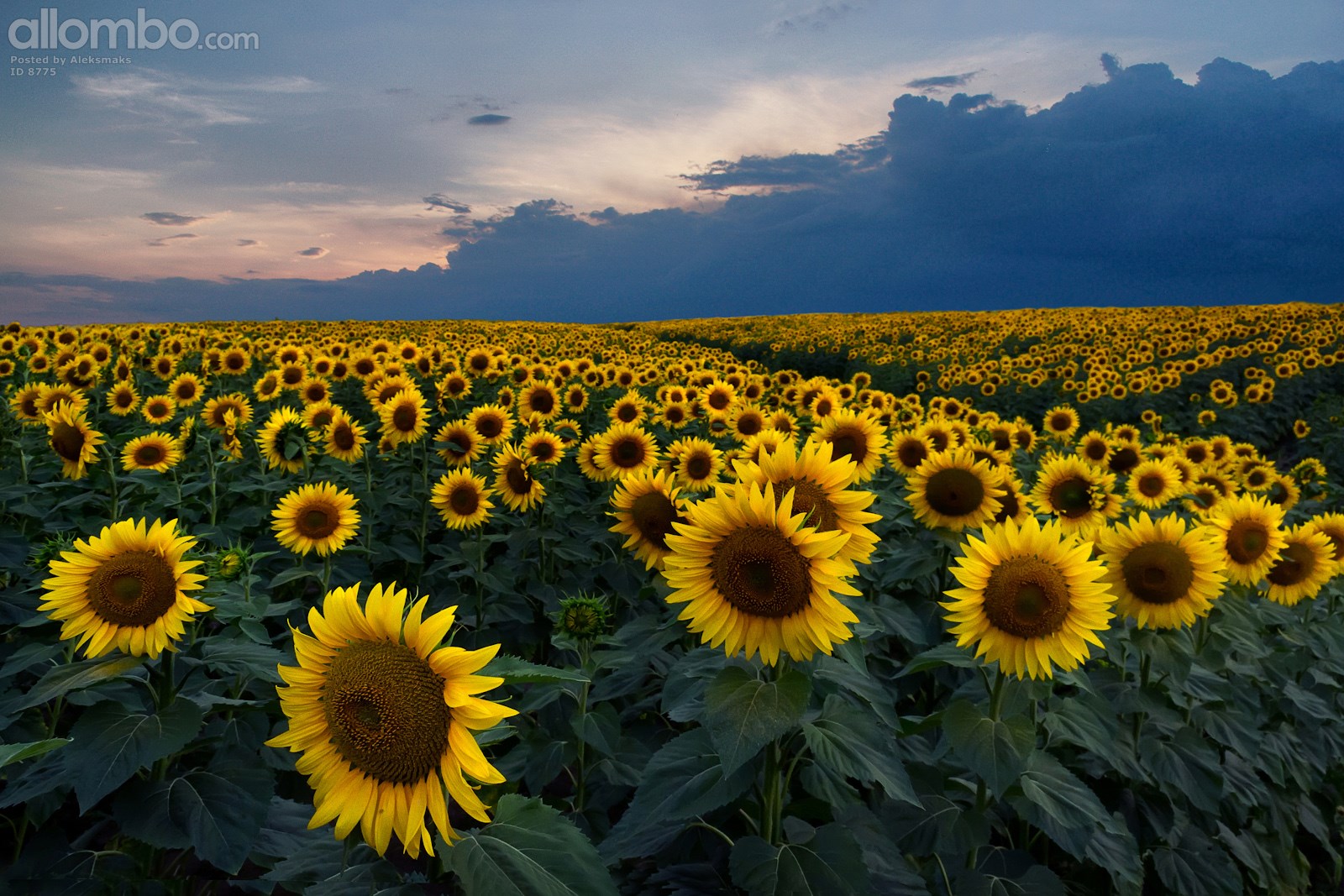 A field of sunflowers at sunset