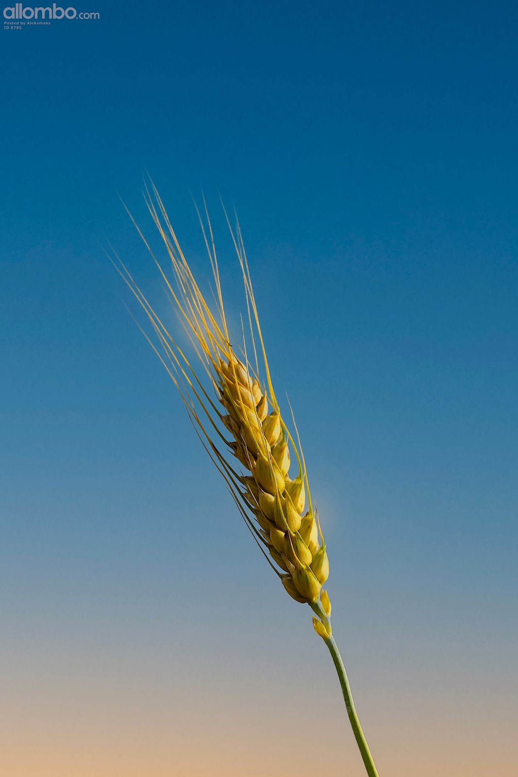 Wheat spike
