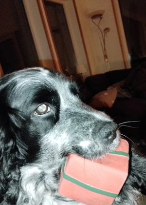 Doggo loves his xmas squeeky toy, he got from BF