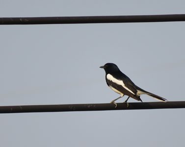 Male Oriental Magpie Robin perched on a power line
