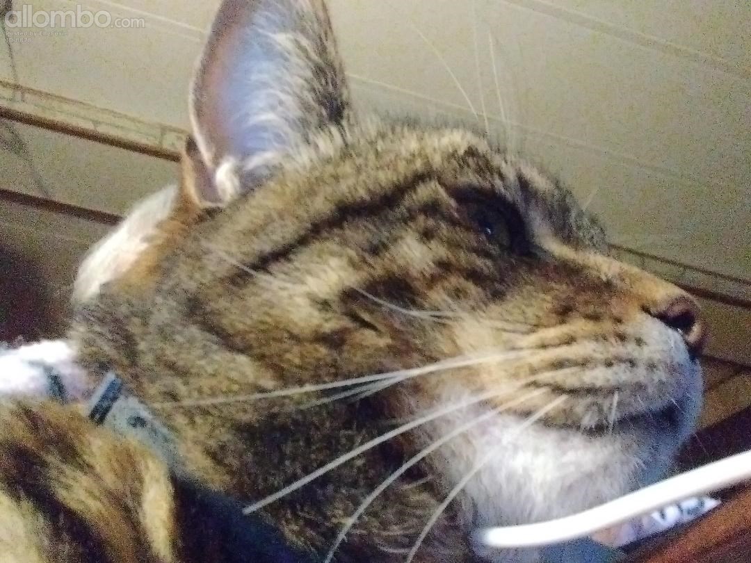 Harvey - January 2024. Look at them whiskers. :)