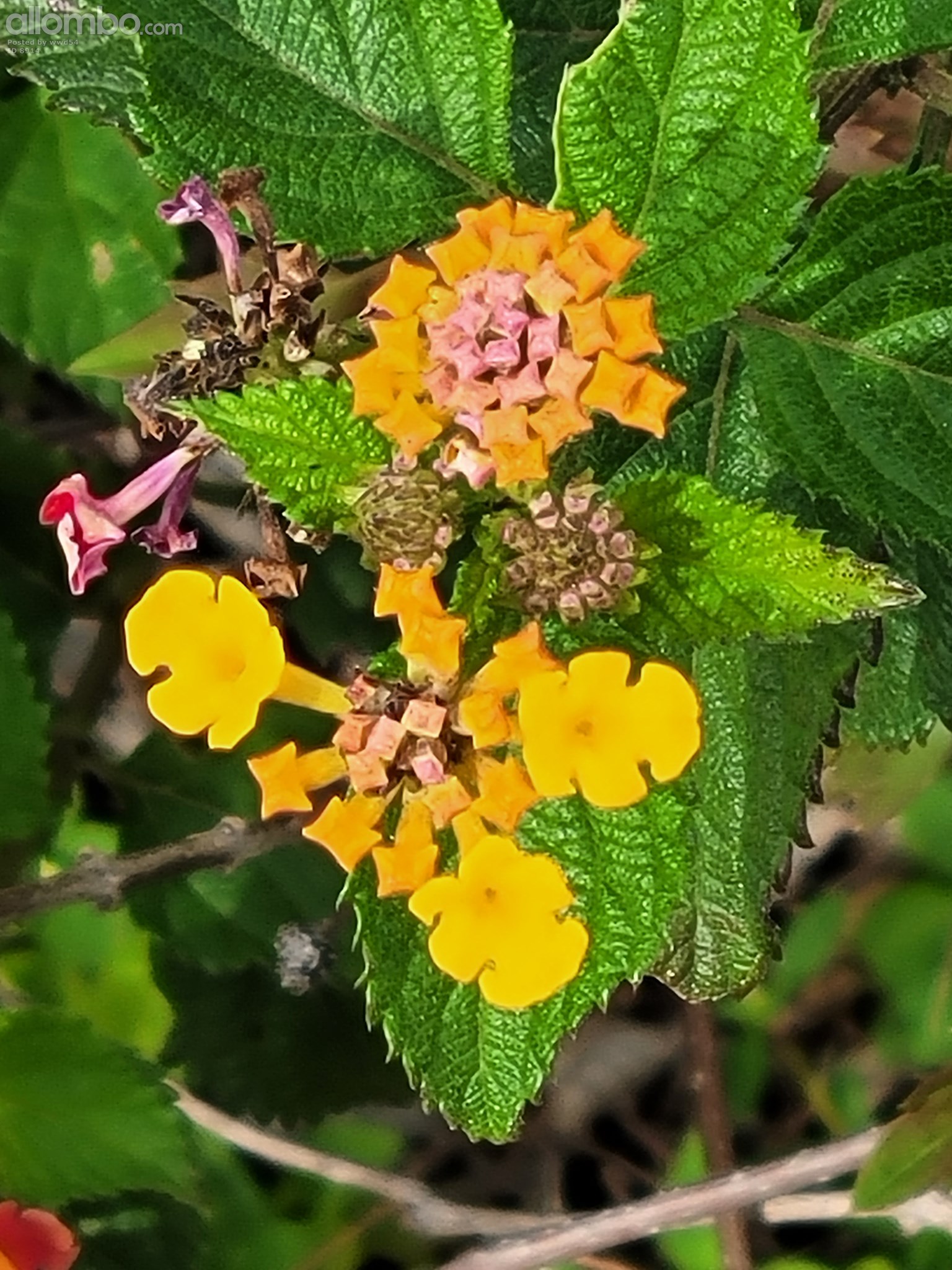 Pinellas Bike Trail / Wildflowers on the trails