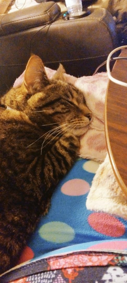 Harvey having a cat nap, I'm under the blanket and I have one to lol  :)