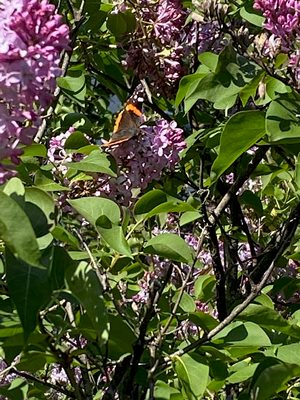 Lilacs 'n Butterfly