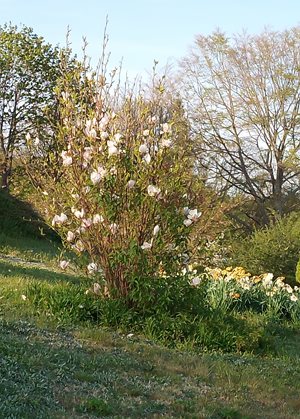 Magnolia bush