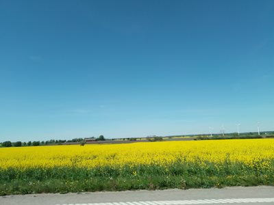 out for a drive, there's a lot of canola at the moment...