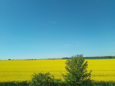 out for a drive, there's a lot of canola at the moment...