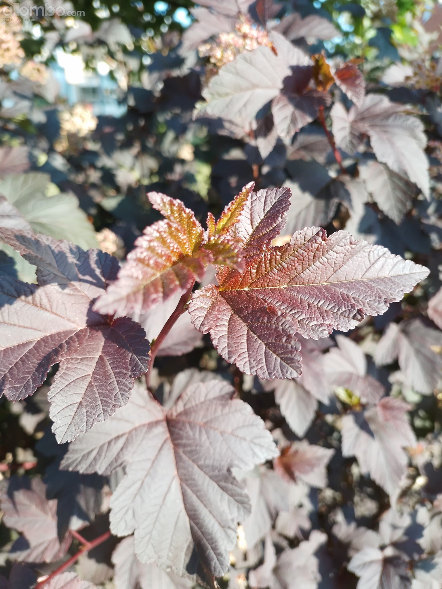 Not only flowers are pretty...