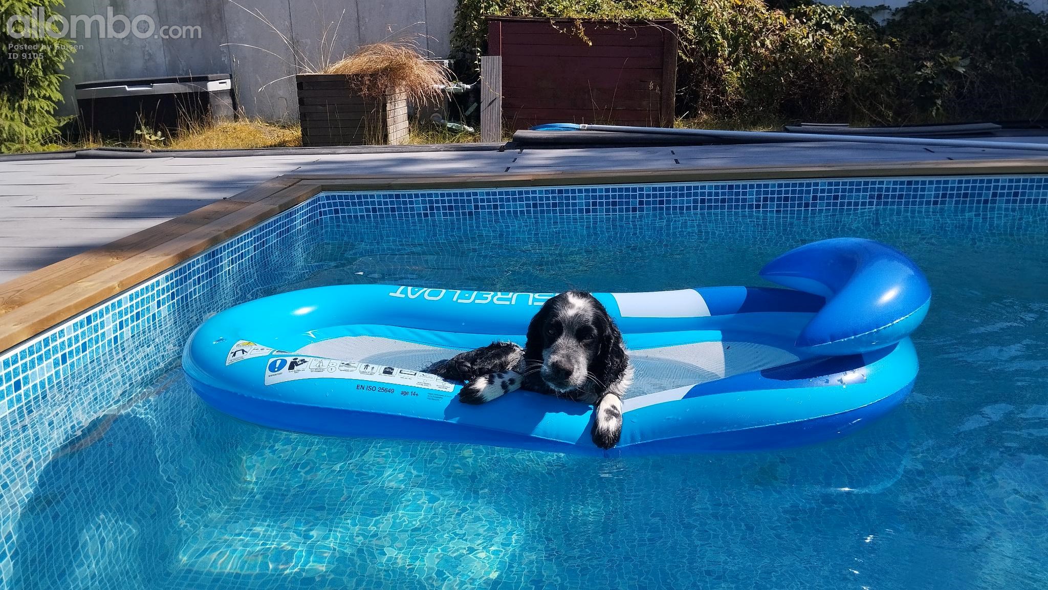 Last day in pool, doggo has really improved from his fear of swimming